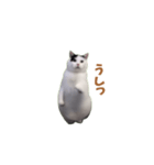 動く！踊る猫ミーム(パート25)（個別スタンプ：22）