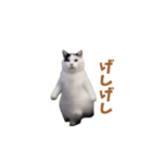 動く！踊る猫ミーム(パート25)（個別スタンプ：24）