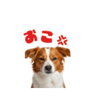コーイケルホンディエ 1（個別スタンプ：1）