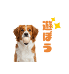コーイケルホンディエ 1（個別スタンプ：3）