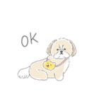 シーズーとのかわいい毎日（個別スタンプ：12）