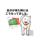 しば犬白太郎の気持ち（個別スタンプ：1）