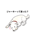 しば犬白太郎の気持ち（個別スタンプ：6）