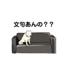 しば犬白太郎の気持ち（個別スタンプ：7）