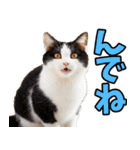 秋田弁☆にゃんこ（個別スタンプ：3）