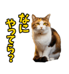 秋田弁☆にゃんこ（個別スタンプ：8）