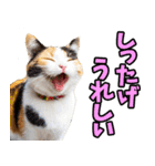 秋田弁☆にゃんこ（個別スタンプ：10）