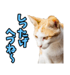 秋田弁☆にゃんこ（個別スタンプ：12）