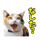 秋田弁☆にゃんこ（個別スタンプ：13）
