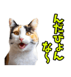 秋田弁☆にゃんこ（個別スタンプ：18）