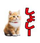 秋田弁☆にゃんこ（個別スタンプ：20）