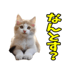 秋田弁☆にゃんこ（個別スタンプ：21）