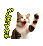秋田弁☆にゃんこ（個別スタンプ：30）