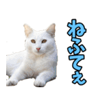 秋田弁☆にゃんこ（個別スタンプ：31）