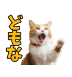 秋田弁☆にゃんこ（個別スタンプ：35）