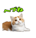 秋田弁☆にゃんこ（個別スタンプ：37）