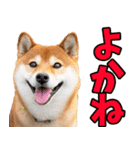 熊本弁☆柴犬（個別スタンプ：1）