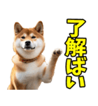 熊本弁☆柴犬（個別スタンプ：2）