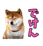 熊本弁☆柴犬（個別スタンプ：3）