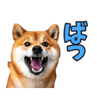 熊本弁☆柴犬（個別スタンプ：4）