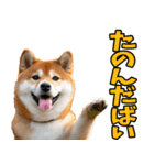 熊本弁☆柴犬（個別スタンプ：5）