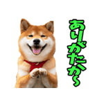 熊本弁☆柴犬（個別スタンプ：6）