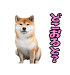 熊本弁☆柴犬（個別スタンプ：7）