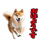 熊本弁☆柴犬（個別スタンプ：9）