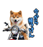 熊本弁☆柴犬（個別スタンプ：10）