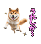 熊本弁☆柴犬（個別スタンプ：12）