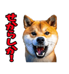 熊本弁☆柴犬（個別スタンプ：13）