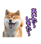 熊本弁☆柴犬（個別スタンプ：14）
