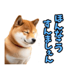 熊本弁☆柴犬（個別スタンプ：15）