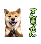 熊本弁☆柴犬（個別スタンプ：16）