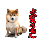 熊本弁☆柴犬（個別スタンプ：17）