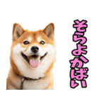 熊本弁☆柴犬（個別スタンプ：19）