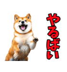 熊本弁☆柴犬（個別スタンプ：20）