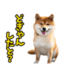 熊本弁☆柴犬（個別スタンプ：21）