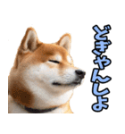 熊本弁☆柴犬（個別スタンプ：22）
