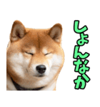 熊本弁☆柴犬（個別スタンプ：23）
