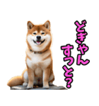 熊本弁☆柴犬（個別スタンプ：24）