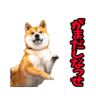 熊本弁☆柴犬（個別スタンプ：25）