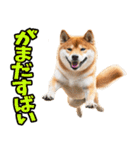 熊本弁☆柴犬（個別スタンプ：26）