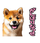 熊本弁☆柴犬（個別スタンプ：27）