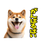 熊本弁☆柴犬（個別スタンプ：28）