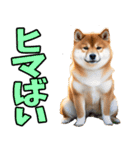 熊本弁☆柴犬（個別スタンプ：29）