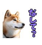 熊本弁☆柴犬（個別スタンプ：30）