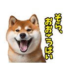 熊本弁☆柴犬（個別スタンプ：31）