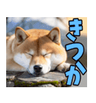 熊本弁☆柴犬（個別スタンプ：32）