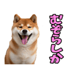 熊本弁☆柴犬（個別スタンプ：33）